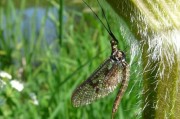 蜉蝣是什么动物(蜉蝣是动物还是生物)