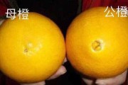 橘子有哪些品种(夏季橘子有哪些品种)