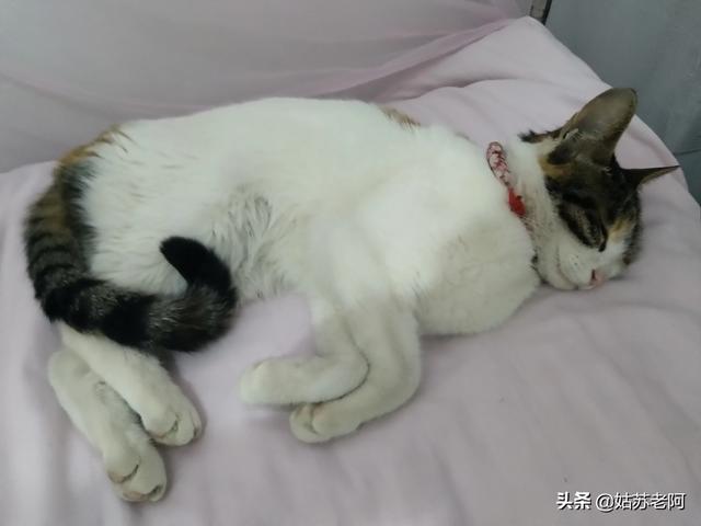 猫客搜索
:我家猫咪走丢了，从来没出过门，三天了还没找到，我很伤心，能自己回来吗？