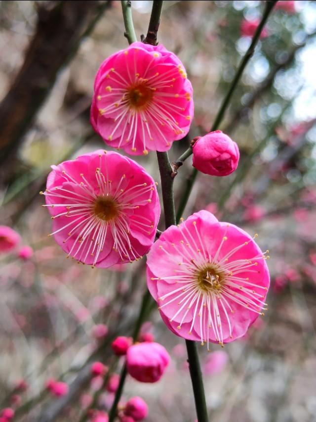 春天开的常见的花
:春暖花开，你能写出多少春天里开的花名来？