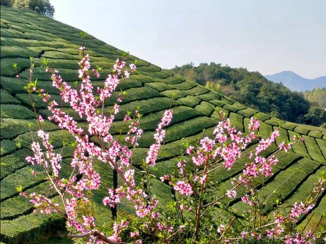 春天开的常见的花
:春暖花开，你能写出多少春天里开的花名来？