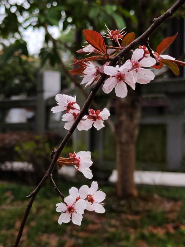 春天开的常见的花
:春暖花开，你能写出多少春天里开的花名来？