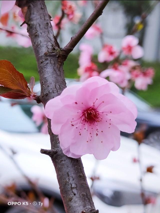 春天开的常见的花
:春暖花开，你能写出多少春天里开的花名来？