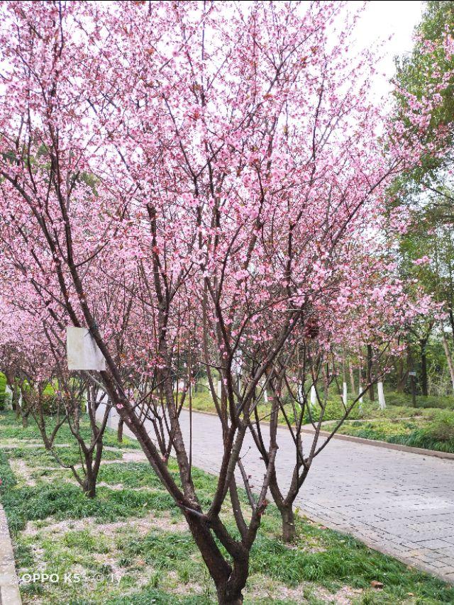 春天开的常见的花
:春暖花开，你能写出多少春天里开的花名来？