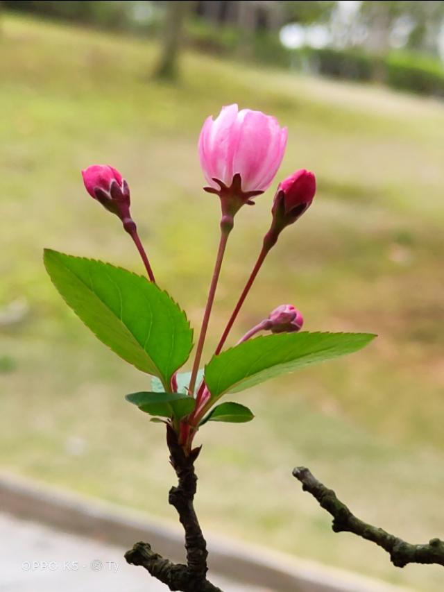 春天开的常见的花
:春暖花开，你能写出多少春天里开的花名来？