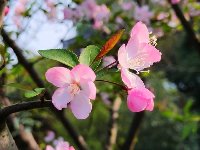 春天开的常见的花
:春暖花开，你能写出多少春天里开的花名来？