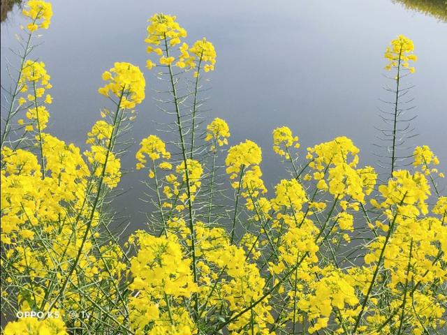 春天开的常见的花
:春暖花开，你能写出多少春天里开的花名来？