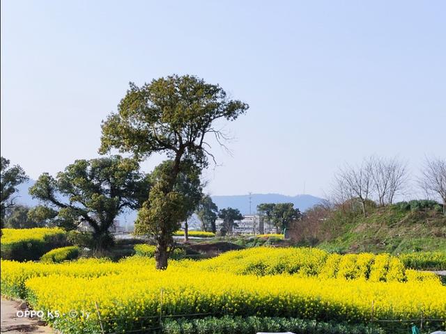 春天开的常见的花
:春暖花开，你能写出多少春天里开的花名来？