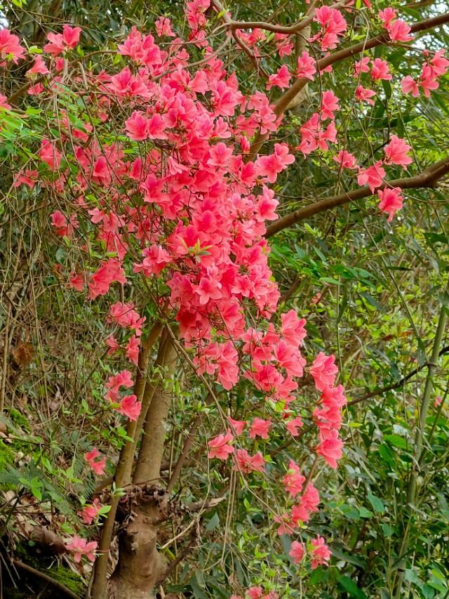 春天开的常见的花
:春暖花开，你能写出多少春天里开的花名来？