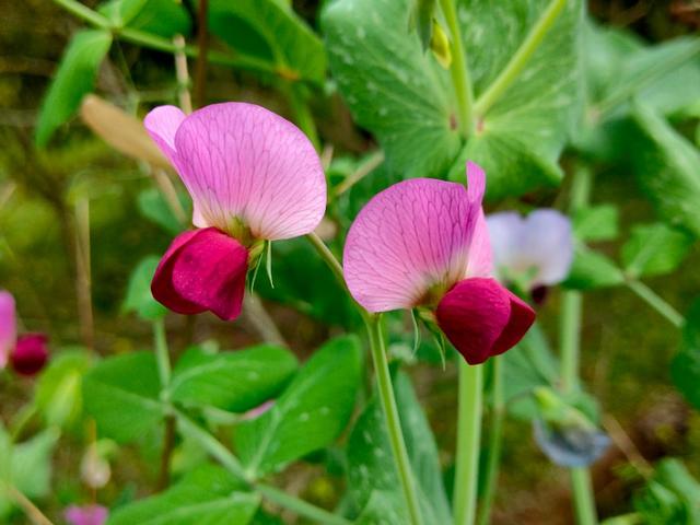 春天开的常见的花
:春暖花开，你能写出多少春天里开的花名来？