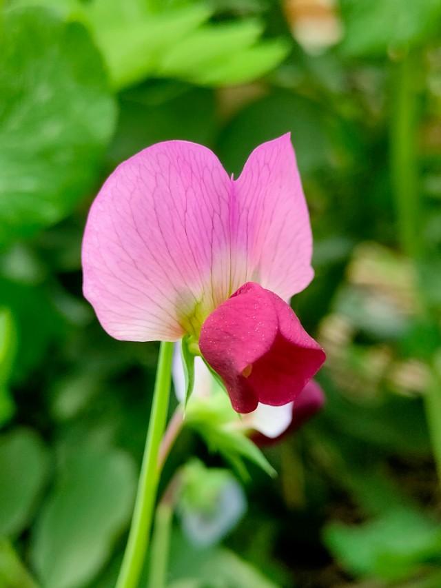 春天开的常见的花
:春暖花开，你能写出多少春天里开的花名来？