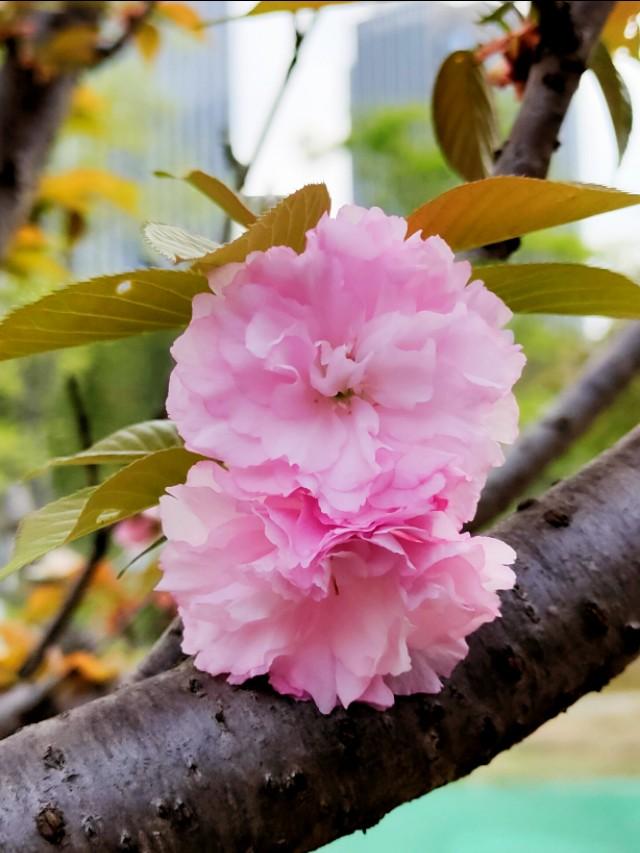 春天开的常见的花
:春暖花开，你能写出多少春天里开的花名来？