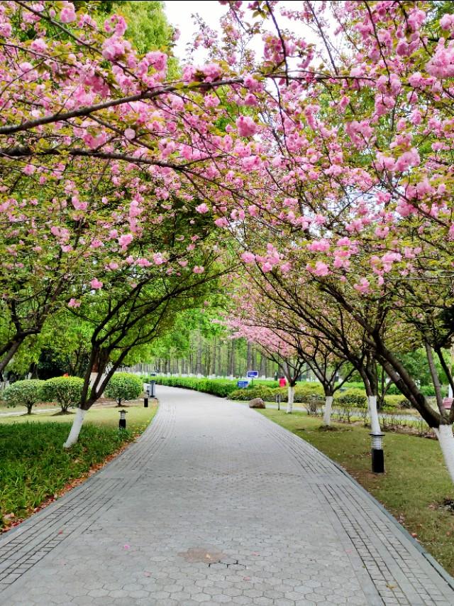 春天开的常见的花
:春暖花开，你能写出多少春天里开的花名来？