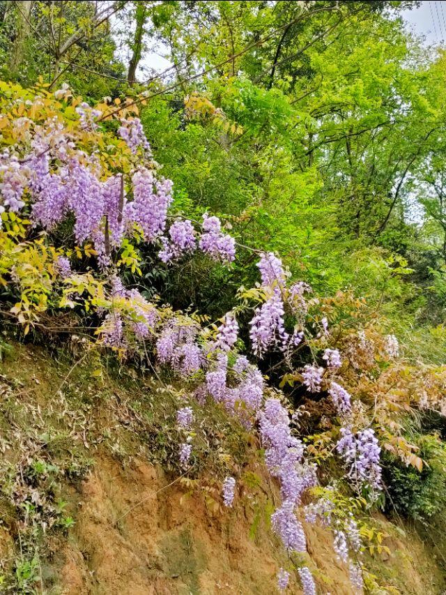 春天开的常见的花
:春暖花开，你能写出多少春天里开的花名来？