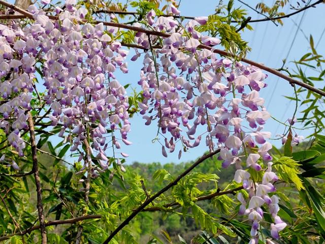 春天开的常见的花
:春暖花开，你能写出多少春天里开的花名来？