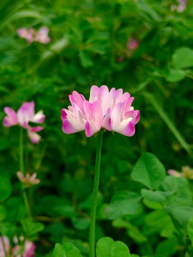 春天开的常见的花
:春暖花开，你能写出多少春天里开的花名来？