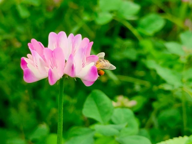 春天开的常见的花
:春暖花开，你能写出多少春天里开的花名来？