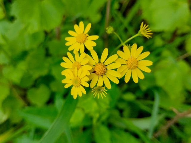 春天开的常见的花
:春暖花开，你能写出多少春天里开的花名来？