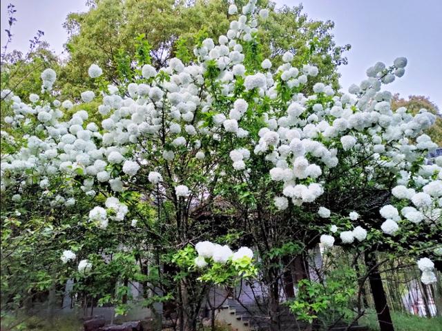 春天开的常见的花
:春暖花开，你能写出多少春天里开的花名来？