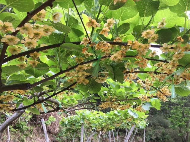 春天开的常见的花
:春暖花开，你能写出多少春天里开的花名来？