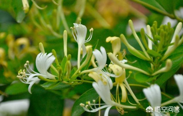 金银花露作者
:金银花有什么作用？