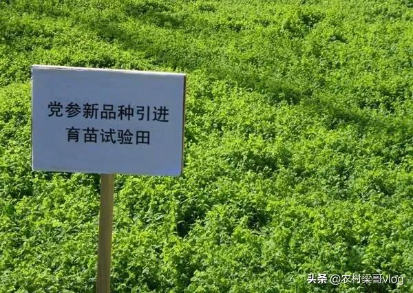 种植药材亩利润三十万
:2022年种植什么中药材能够每亩收入3.5万元到8万元？