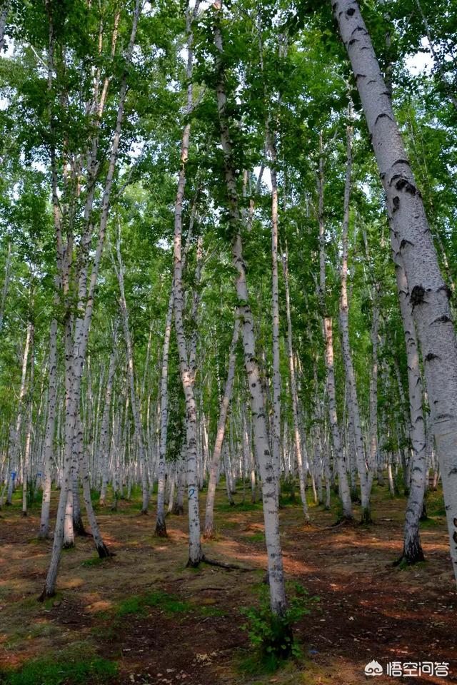 桦树茸有什么功效
:从漠河北极村沿边境到满洲里，沿途有什么景点？路况怎么样？