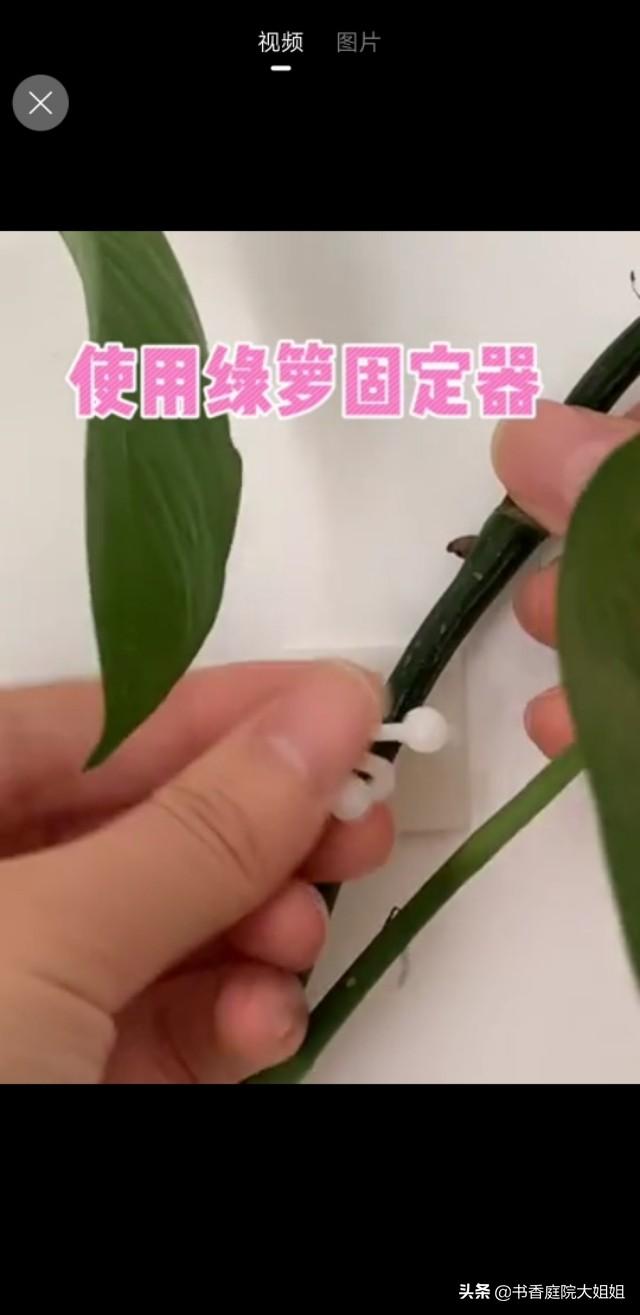 怎么爬墙
:谁有让绿萝爬墙的好办法吗？