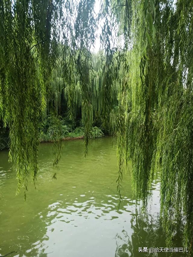 大明湖在哪里个城市
:杭州西湖与济南大明湖同为免费景区，哪一个更值得去？