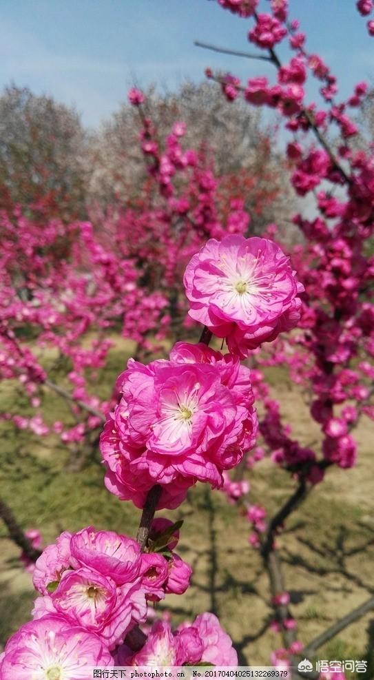 我国国花是什么花
:各个国家都有国花，你认为中国的国花会是什么花？