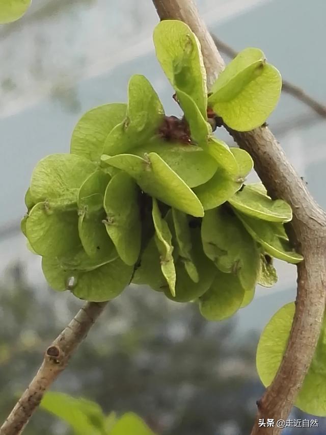 种子的传播视频
:植物种子是如何散播的？