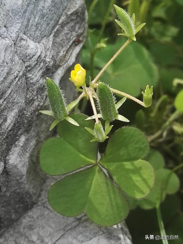 种子的传播视频
:植物种子是如何散播的？