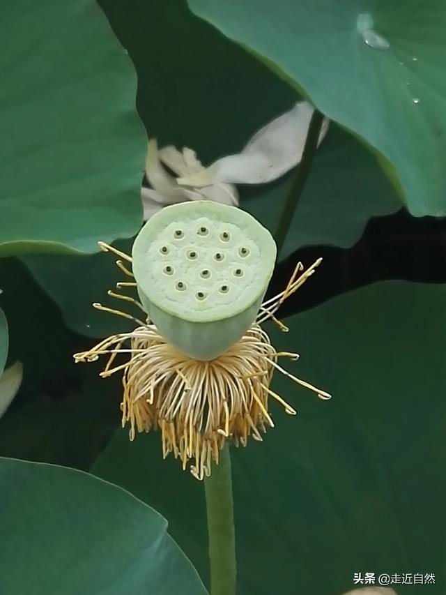 种子的传播视频
:植物种子是如何散播的？