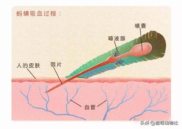 蚂蝗长什么样
:蚂蝗会被鸟吃吗？有什么动物是吃蚂蟥的?