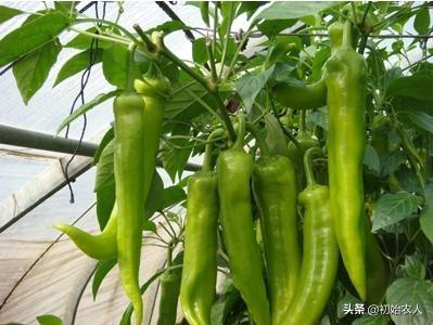 蘑菇是微生物吗
:蘑菇大棚可以栽辣椒吗，怎么种植好？