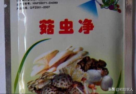 蘑菇是微生物吗
:蘑菇大棚可以栽辣椒吗，怎么种植好？