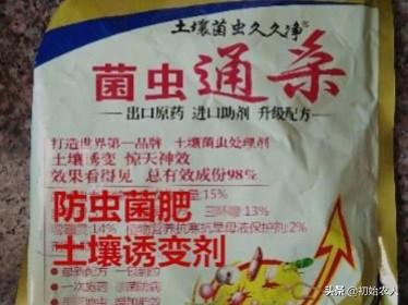 蘑菇是微生物吗
:蘑菇大棚可以栽辣椒吗，怎么种植好？