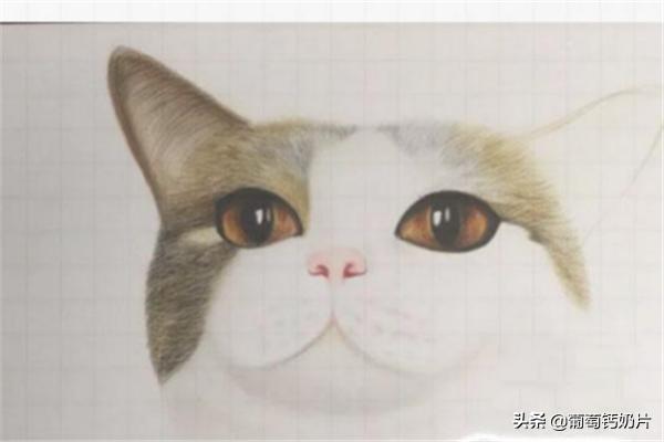 用方格纸画画
:可爱的猫咪用格子本怎么画？