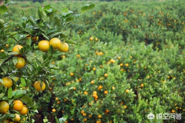 现在农村种什么好
:在农村，如果搞种植业，现在种什么好？