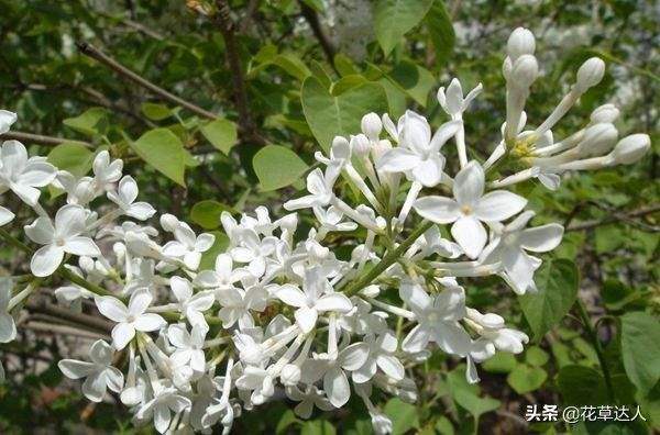 丁香花是什么颜色(丁香花是什么颜色玫瑰花是什么颜色)