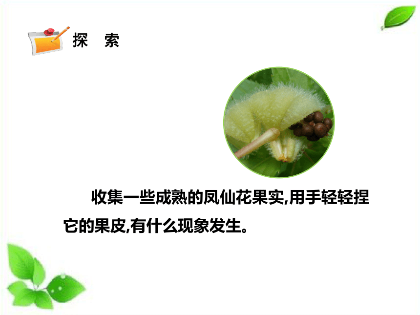 种子的传播视频(关于种子的视频)