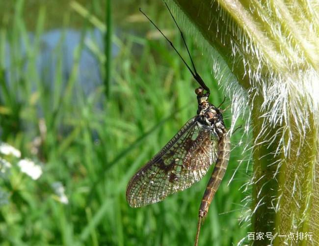 蜉蝣是什么动物(蜉蝣是动物还是生物)