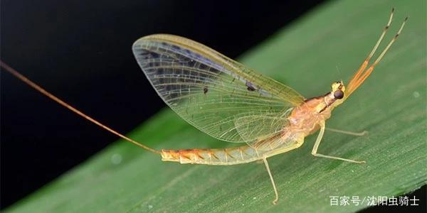 蜉蝣是什么动物(蜉蝣是动物还是生物)