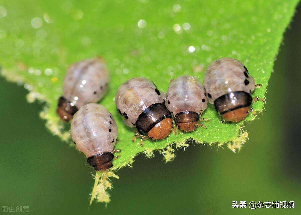 十大害虫(十大害虫和十大益虫图片)