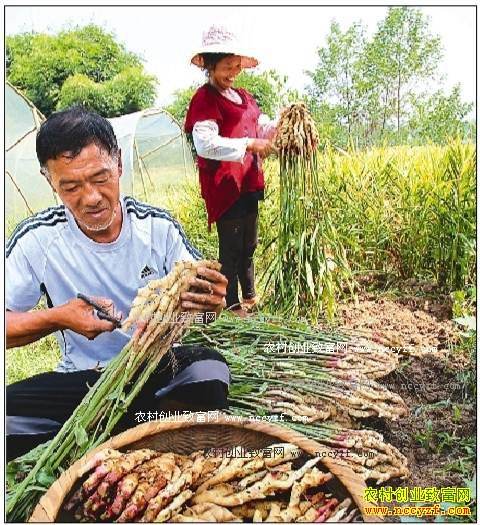 致富项目大全(致富项目大全图片)