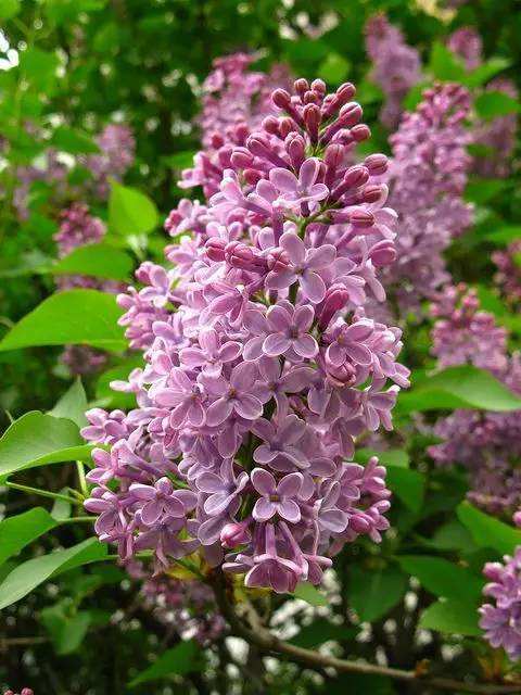 丁香花的颜色(丁香花的颜色用ABB表示)