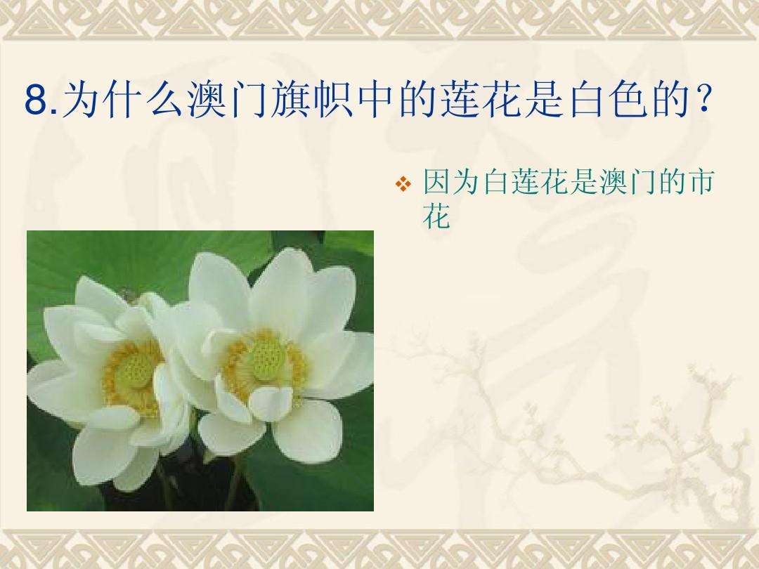 白莲花什么意思(形容一个人是白莲花什么意思)