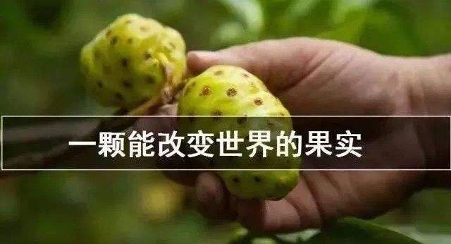 诺丽果的功效与作用(诺丽果的功效与作用及价格)